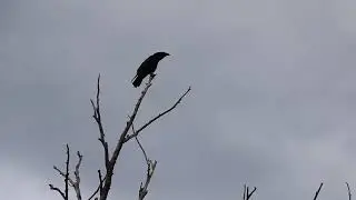 Black crow on a tree branch. Video footage.