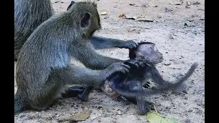 Very pity baby Lori! Small monkey do Bad om bay, Baby Hurt.