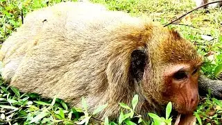 Millions Pity, Poor Mom monkey Danna sad Coz Her baby Daniela past away.