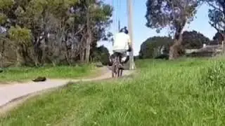 Whip compilation