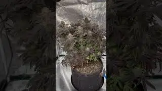 Harvest Day! Slurricane #7 S1