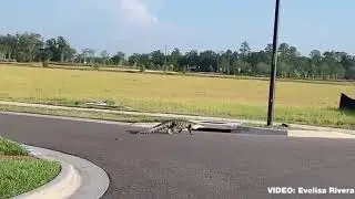 Alligator spotted crossing the street in Land O'Lakes