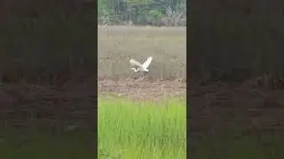 Great White Heron Flying 🤍