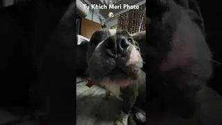 Dog Modeling 🐶#funnypitbull #cutepitbull #dog #funny