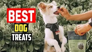 ✅ Best Dog Treats of 2025