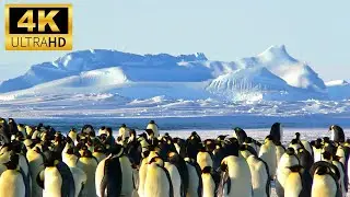 penguins | emperor penguin | antartic | bird | relexation | 4k