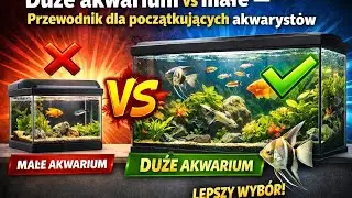 Duże akwarium vs małe &mdash; przewodnik dla początkujących akwaryst&oacute;w