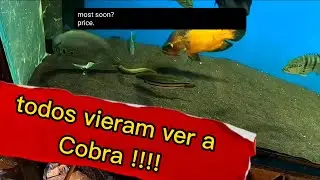 Trouxe Traíra, Piranha e Pirambóia e coloquei no Aquário Jumbo e no lago ...