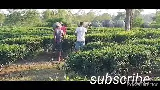 man vs elephant, numalighar golaghat assam,