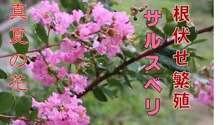 土質も選ばない、乾燥にも強い、サルスベリの根伏せ繁殖