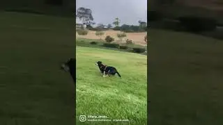 Dog Vs DJI Drone #djimini2 #dji
