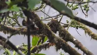Spotted Woodcreeper