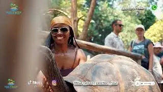Prison Island Tour Zanzibar | Giant Tortoises & History with Blue Green Zanzibar Tours