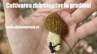 Cultivarea zb&acirc;rciogilor in gradina - Morchella Importuna