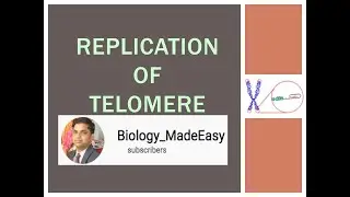 Replication of Telomere
