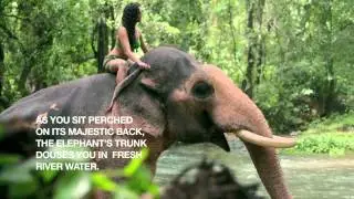 The Elephant Bath