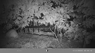Gray Fox