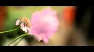 Canon 50mm f1.8 II Prime Lens Test - 550d/T2i