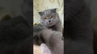Когда бесит даже собственный хвост 🤣🤣#cats #animals #popular #котопес #moments #mood #британка