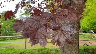 Acer platanoides 'Crimson King' javor ml&eacute;čn&yacute; ml&eacute;č