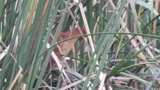 Cinnamon Bittern (Ixobrychus cinnamomeus) Male, Puttenahalli Bengaluru @ May 2022