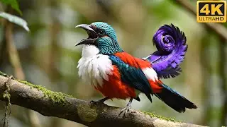 🐦 Bird Sound Nature | Top 100 Most Beautiful Birds on Earth | 4K Nature ASMR  Focus & Sleep  🌿