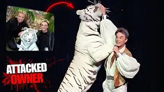 Mauled by His Tiger | The Seigfried and Roy Tragedy