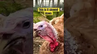 What a turkey sounds like slowed down? #gobblegobble