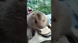 พาไปดูอ้นน้อยนอนหลับ😴🤫🐹😁