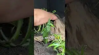 Sulcata tortoise setup