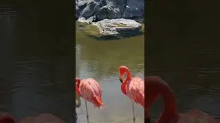 Путешествуйте вместе с нами#shorts #flamingo #family #cute #new