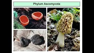Domain Eukarya: Kingdom Fungi