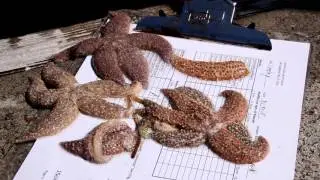 Why are so many starfish dying?