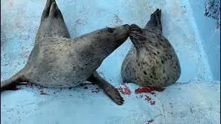 Seals Freaks 🦭🦭🦭 #SealLove #SealLife #SealWatching #petshorts #pets #seal