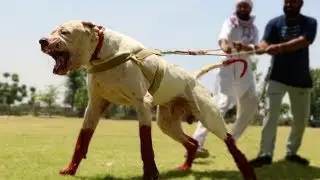 10 Dog Breeds With The Most Fearsome Look
