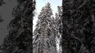 Зимняя благодать #зима #christmas #снег #зимний лес