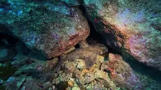 Casino Point horn shark 01/11/26