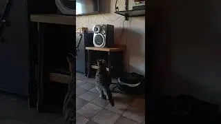 бакс и шарик