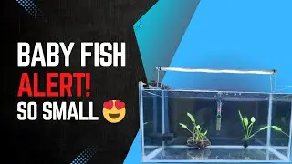 I Added Fish Fries to a New Tank &ndash; Will They Survive? 😲