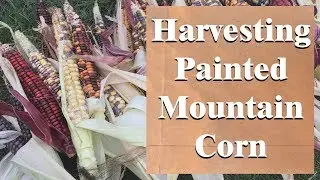 Allotment garden August update - harvesting the Painted Mountain corn