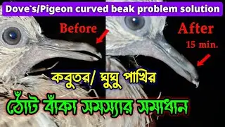 Dove / Pigeon Beak Problem Solve 🐦 | বাঁকা ঠোঁট ও ছোট-বড় সমস্যা সমাধান | Fakta Baby |🕊 Mo H&ucirc;nt Art