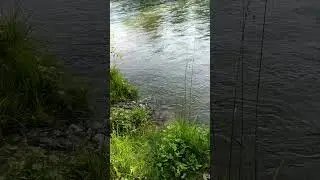 #река#природа#river#nature#r&iacute;o#naturaleza#नदी#प्रकृति#নদী#প্রকৃতি#rio#natureza#rivi&egrave;re#河流#自然#alam＃花朵