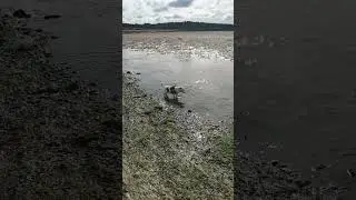 Dog instantly regrets drinking sea water 🤣 #funny