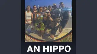 An Hippo