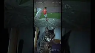 Bombastic crackhead cat