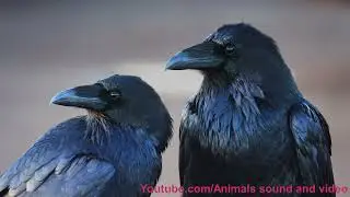 Common Raven Sound and Video