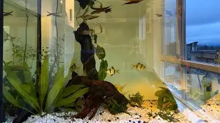 Redecorating￼ my 20 gallon tank for my gbr and tiger barb