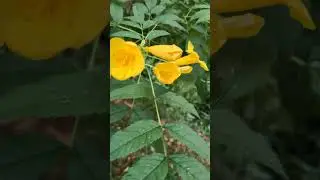 Yellow Tecoma Flower