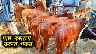৩১/০১/২৫/ শাহীওয়াল বকনা বাছুর গরু কিনুন এখনি সুযোগ দাম কমেছে  আজ জয়পুরহাট গরুর হাটে #cow 