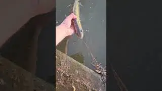 последняя самочка из пойманных перед нерестом #alphafishing #catchandrelease #поймалотпусти